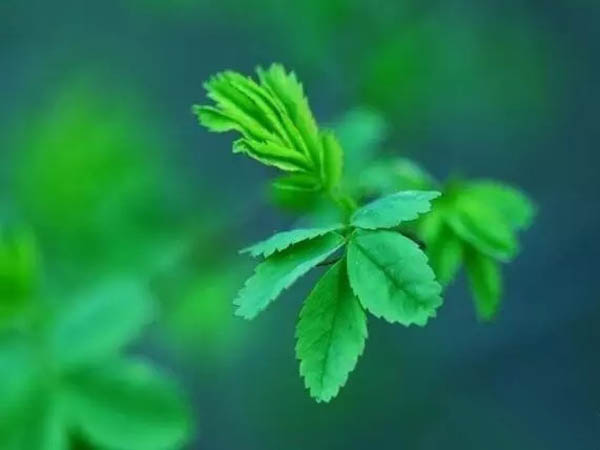學(xué)校常用維修物資采購招標(biāo)公告
